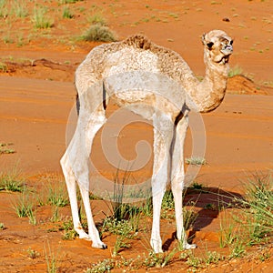 Baby dromedary camel