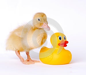 Baby Duck