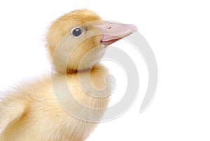 Baby Duck