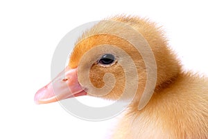 Baby Duck