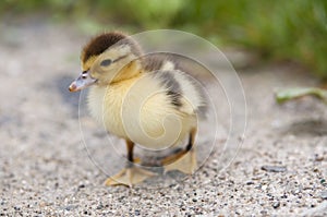 Un nino pato 