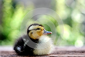 Baby duck Cute baby duck. Selective focus
