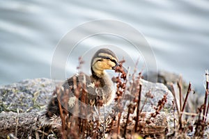 Baby Duck Duckling