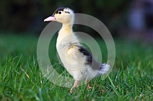 Baby duck in greem grass, nature