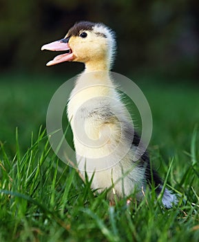 Un nino pato en verde césped naturaleza 