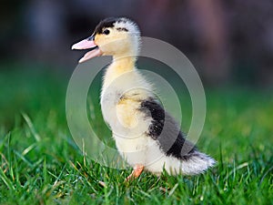 Baby duck in greem grass, nature