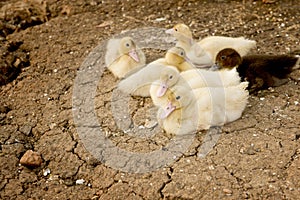 Baby duck on ground