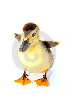 Baby duck isolated on white background
