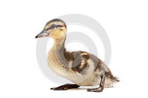 Baby duck Mallard isolated on white