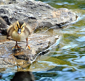 Baby duck on rock
