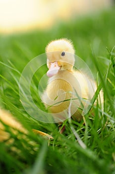 Baby duck in spring grass