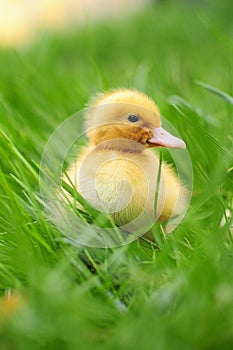 Baby duck in spring grass