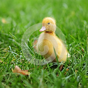 Baby duck in spring grass