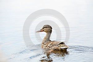 Baby duck swimming in water