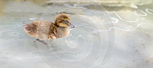 Baby duck swimming