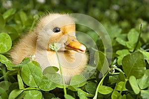 Baby duckling in clover