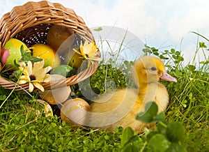 Baby duckling with easter eggs