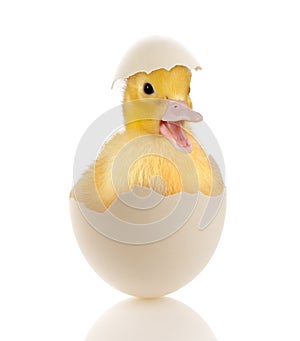 Baby duckling in egg