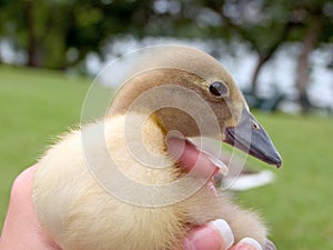 Baby duckling in hand