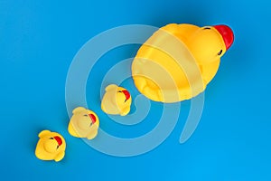 Baby duckling rubber follow the mother duck on a blue background