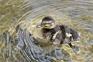 Baby duckling swimming in pond