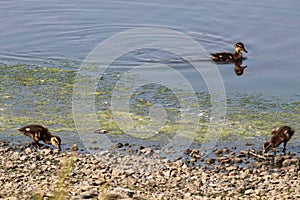 Baby ducklings congregate and forage for food and water at the edge of a lake, their mother out of shot