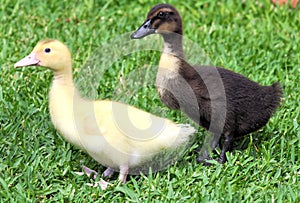 Baby ducks