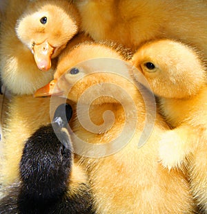 Baby ducks