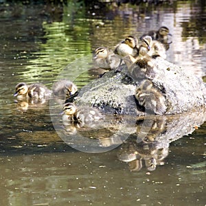 Baby ducks