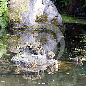 Baby ducks