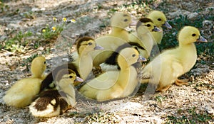 Baby ducks