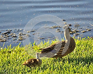 Baby Ducks