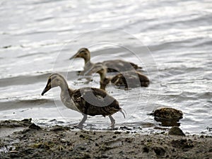 Baby Ducks