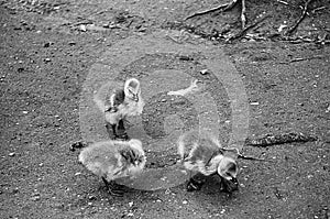 Baby Ducks in black and white - Ilford FP4 Plus B&W Film photo