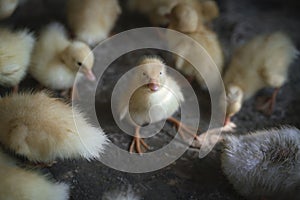 Baby ducks on a concrete floor to be raised in Ninh Binh, Vietnam