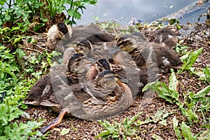 Baby ducks in Cornwall huddled together