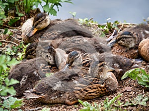 Baby ducks in Cornwall huddled together