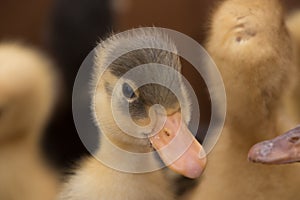 Baby ducks crowded in crates at a mercado to be sold as pets or