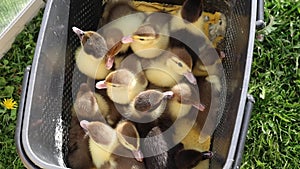 Baby Ducks Cuddled in a Basket