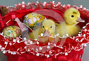 Baby ducks and the Easter basket