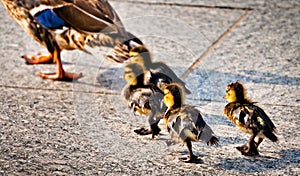 Baby ducks following their mother at the National World War II M