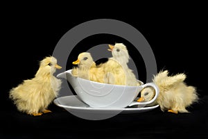 Baby Ducks in Gravy Bowl