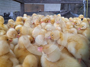 baby ducks jostling to keep warm