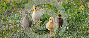 Baby Ducks photo