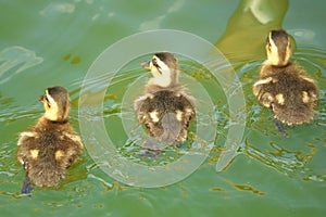 Baby ducks in a pond