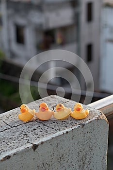 Baby ducks in rooftop against sky