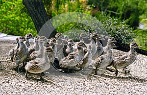 Baby ducks on the run.