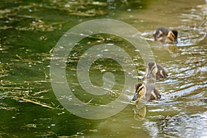 Baby ducks signal the spring