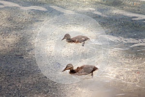 Baby ducks on a small rocky beach in Eibsee, Germany.