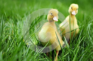 Baby ducks in spring grass